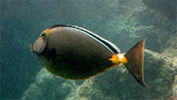 Photo of a fish.