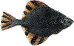 Image of a flounder.