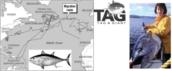 Southern Bluefin Tuna Tagging