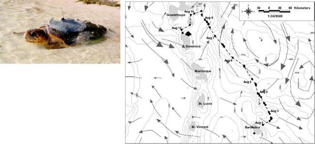 Satellite-tracked Sea Turtle migratory patterns