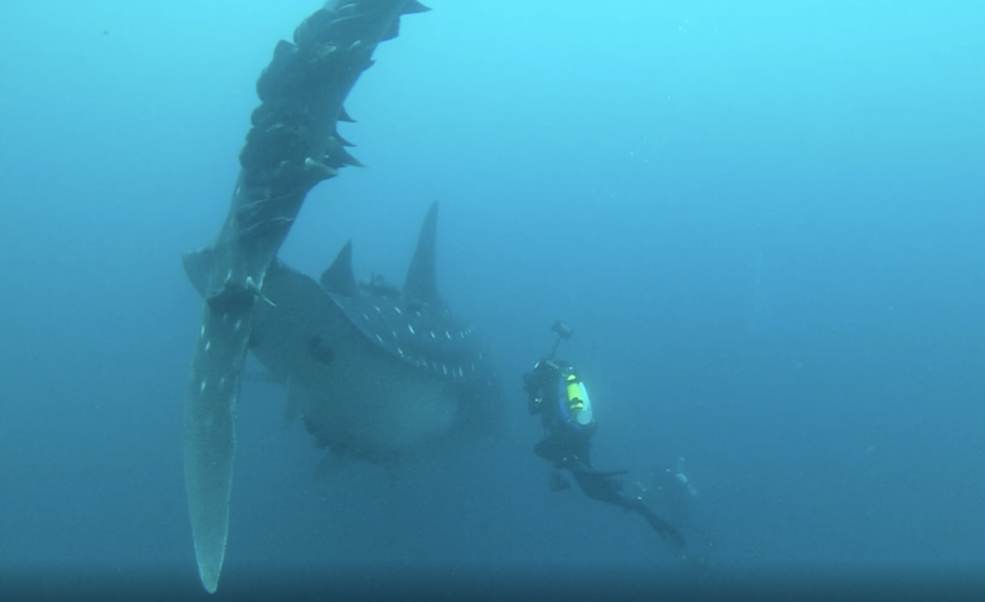 diver whale shark