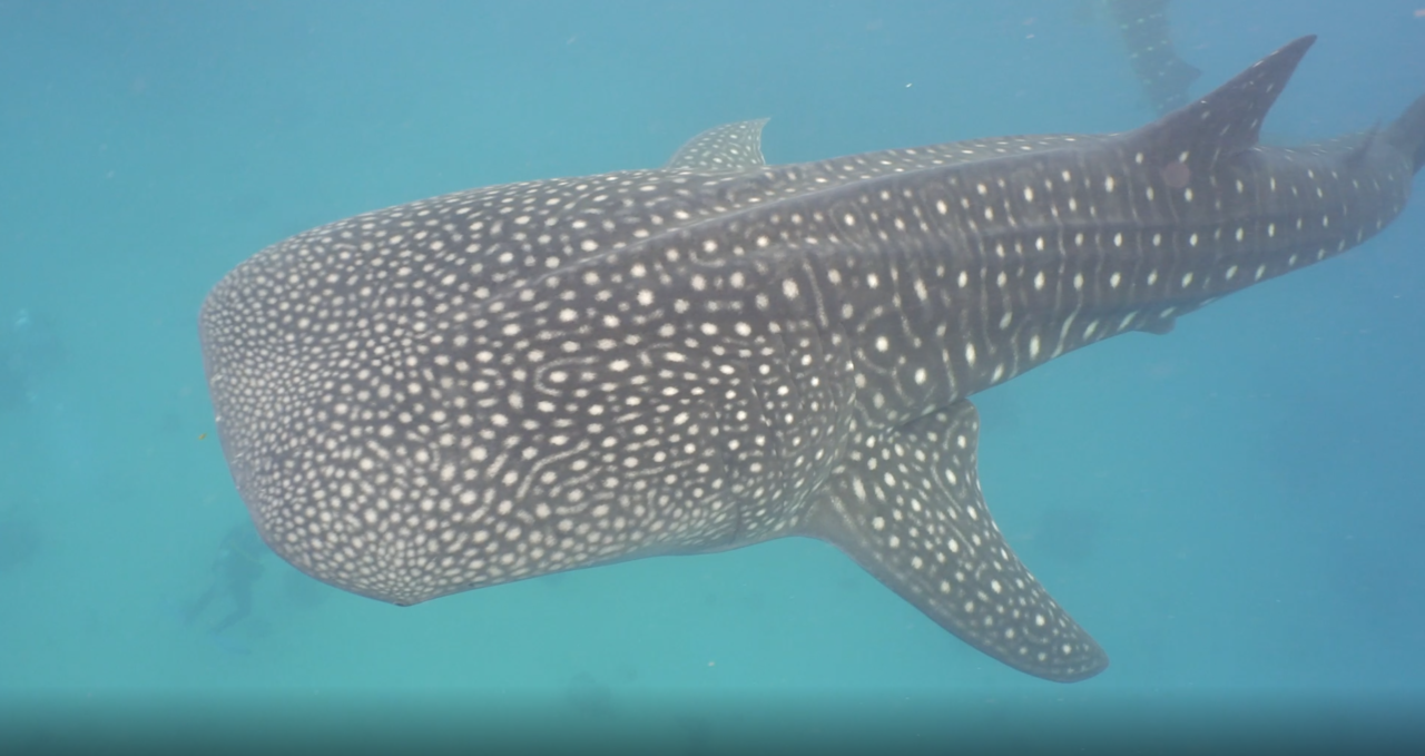An underwater photo of a speckle-skinned whale shark